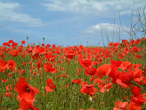 Remembrance Day 2015 6