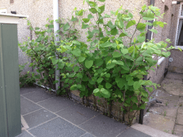 The implications of Japanese Knotweed for a sale or purchase of a property 8