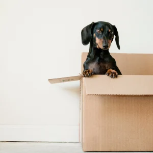 Everything You Need to Know About Conveyancing When Moving House 9